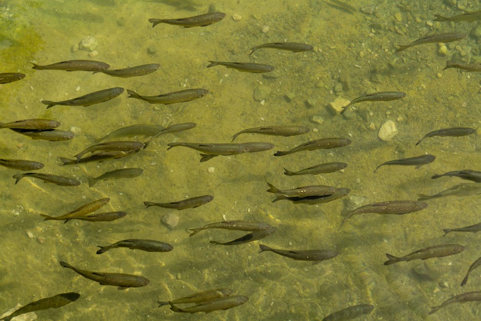 Clear shallow river water flowing over gravel with forested hillsides in the background