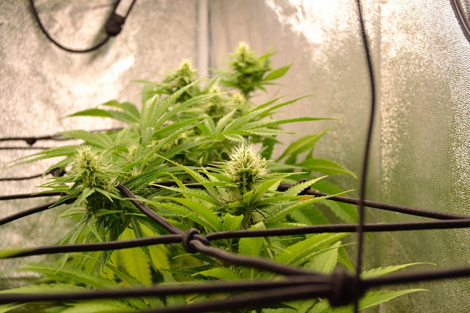 Close-up of a healthy cannabis plant with buds in a controlled growing environment