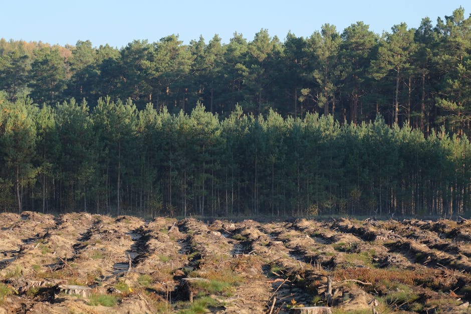 A recently cleared area with coniferous forest backdrop, showing environmental remediation impact